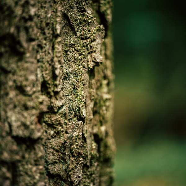 Frau mit Kind im Wald